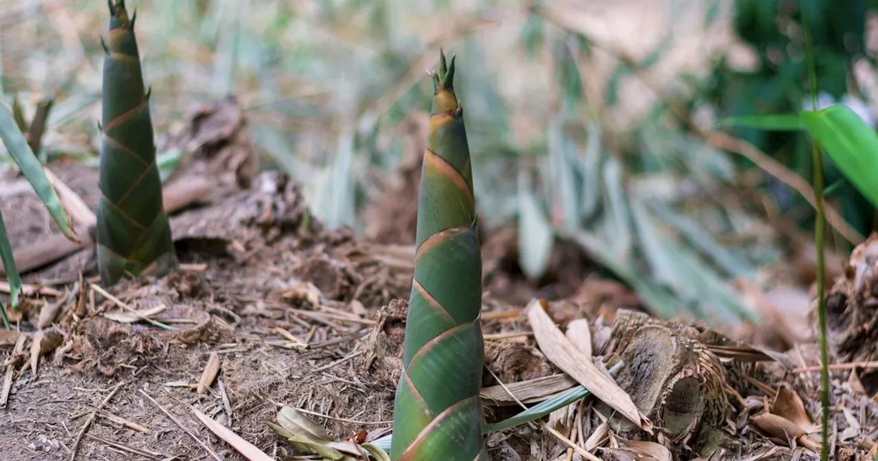 House-hunters issued 'do not buy' warning over this problematic garden plant