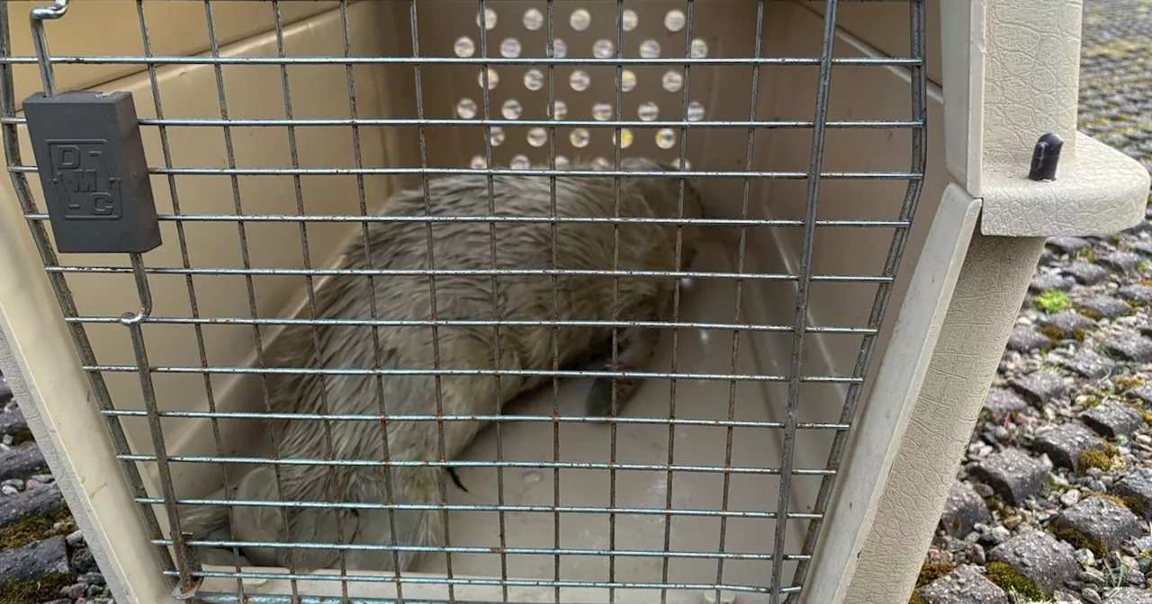 Seal pup abandoned by mum after fireworks set off at Scots nature reserve