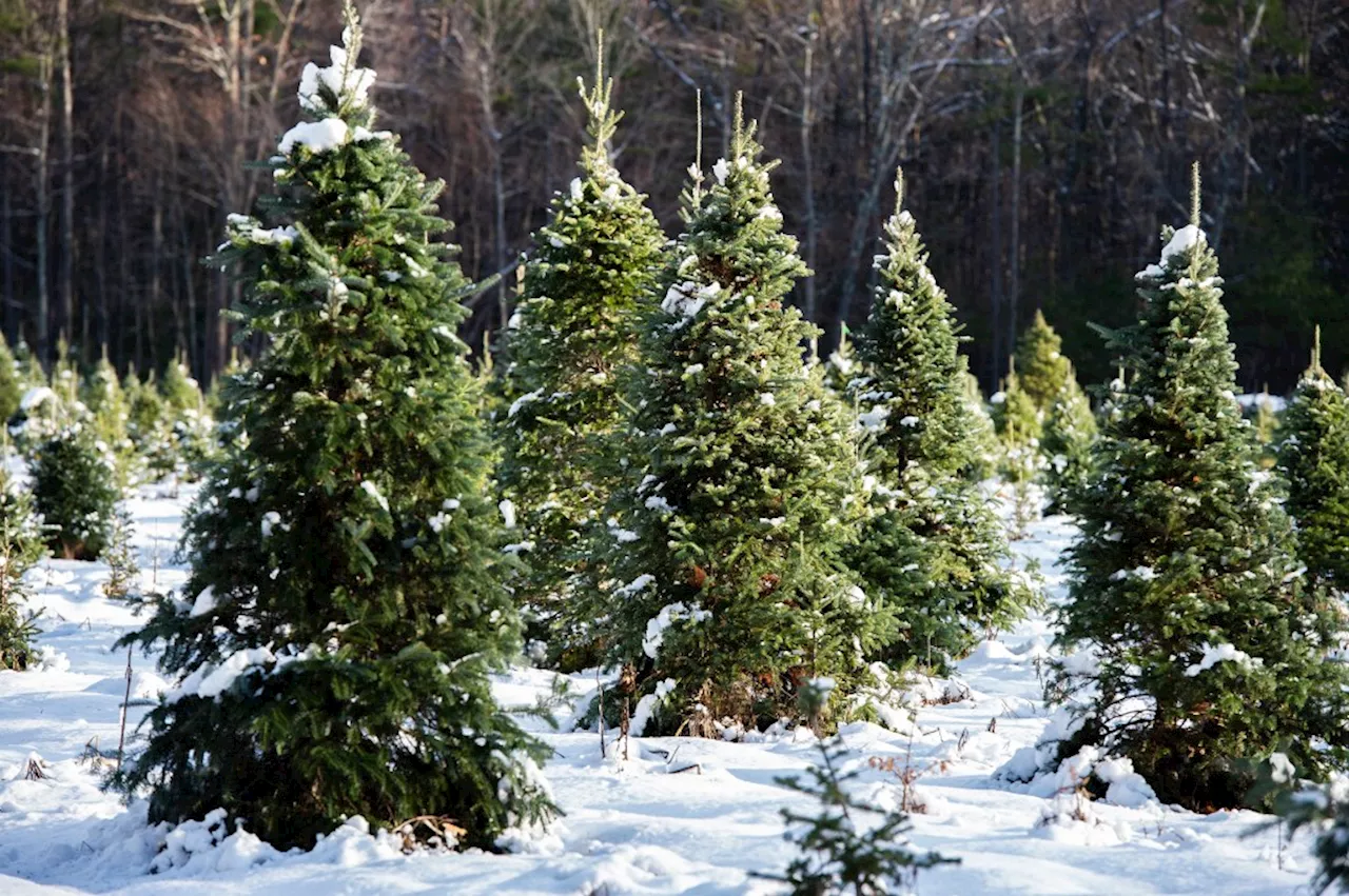 Permits for cutting Christmas trees in nearby national forests are now on sale