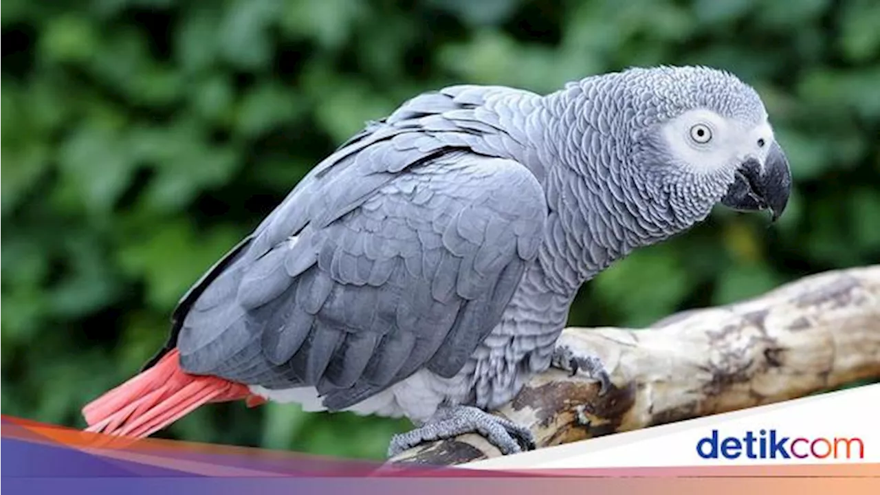 5 Burung Paling Cerdas di Dunia, Gagak hingga Beo