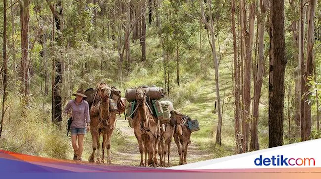 Banyak Ditemukan di Tanah Arab, Kenapa Populasi Unta Terbanyak Ada di Australia?