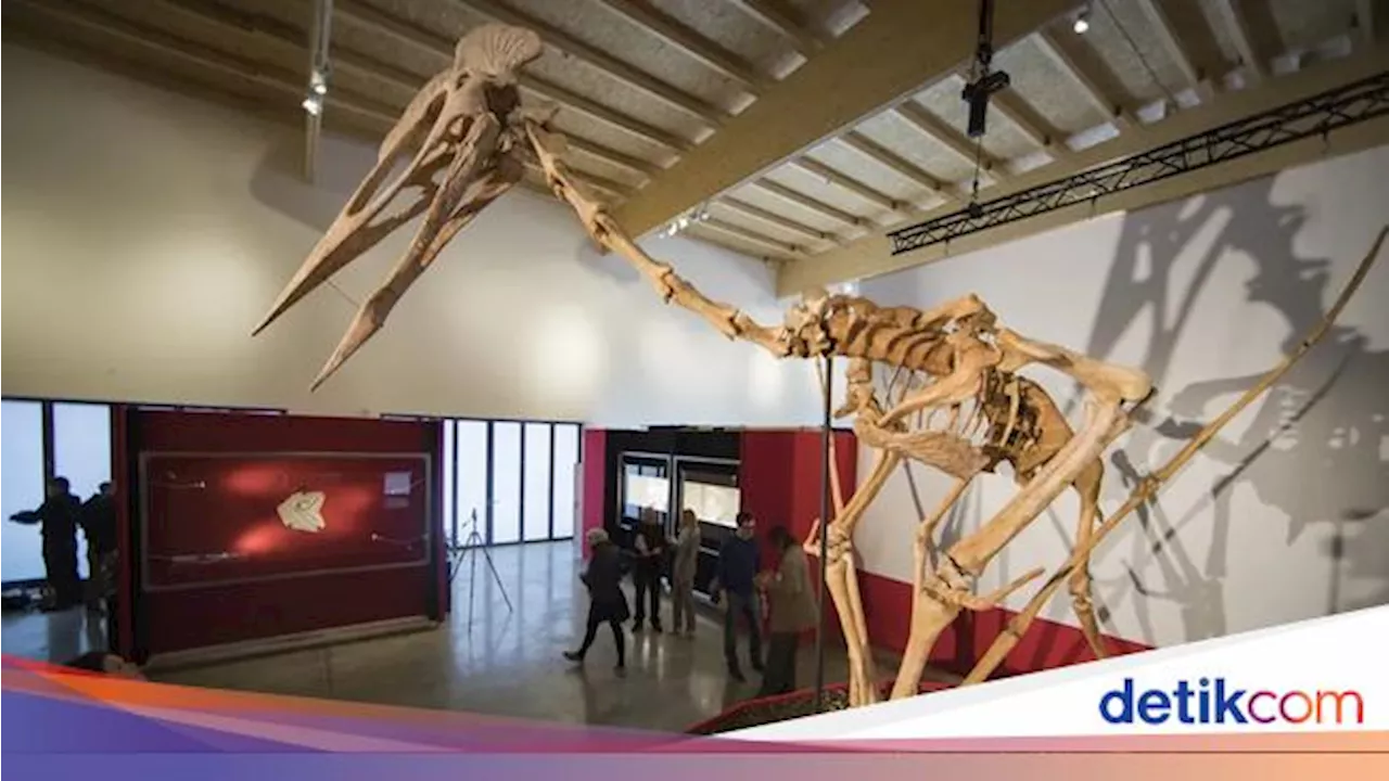 Dracula Mungkin Jadi Makhluk Terbesar yang Pernah Terbang di Dunia, Kok Bisa?