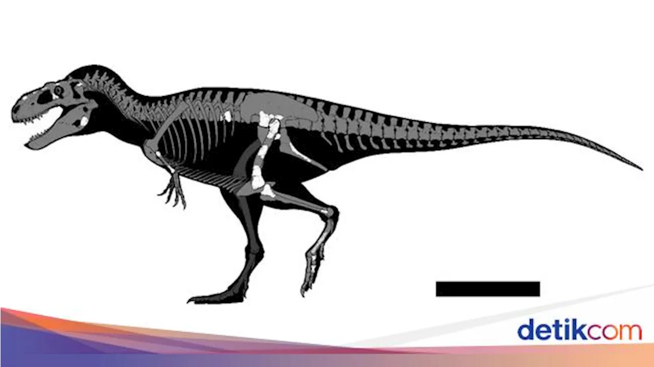 Spesies T-Rex Baru Ditemukan di Sebuah Laci Museum Meksiko, Begini Kisahnya