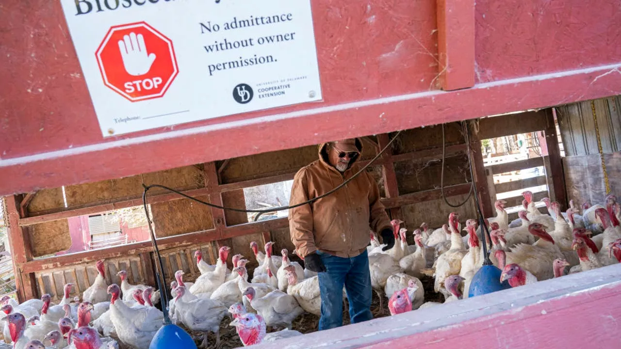 Bird flu infects more farmworkers than previously known, CDC says