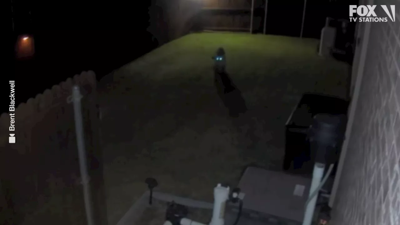 Frisco Mountain Lion: Camera spots big cat in homeowner's backyard