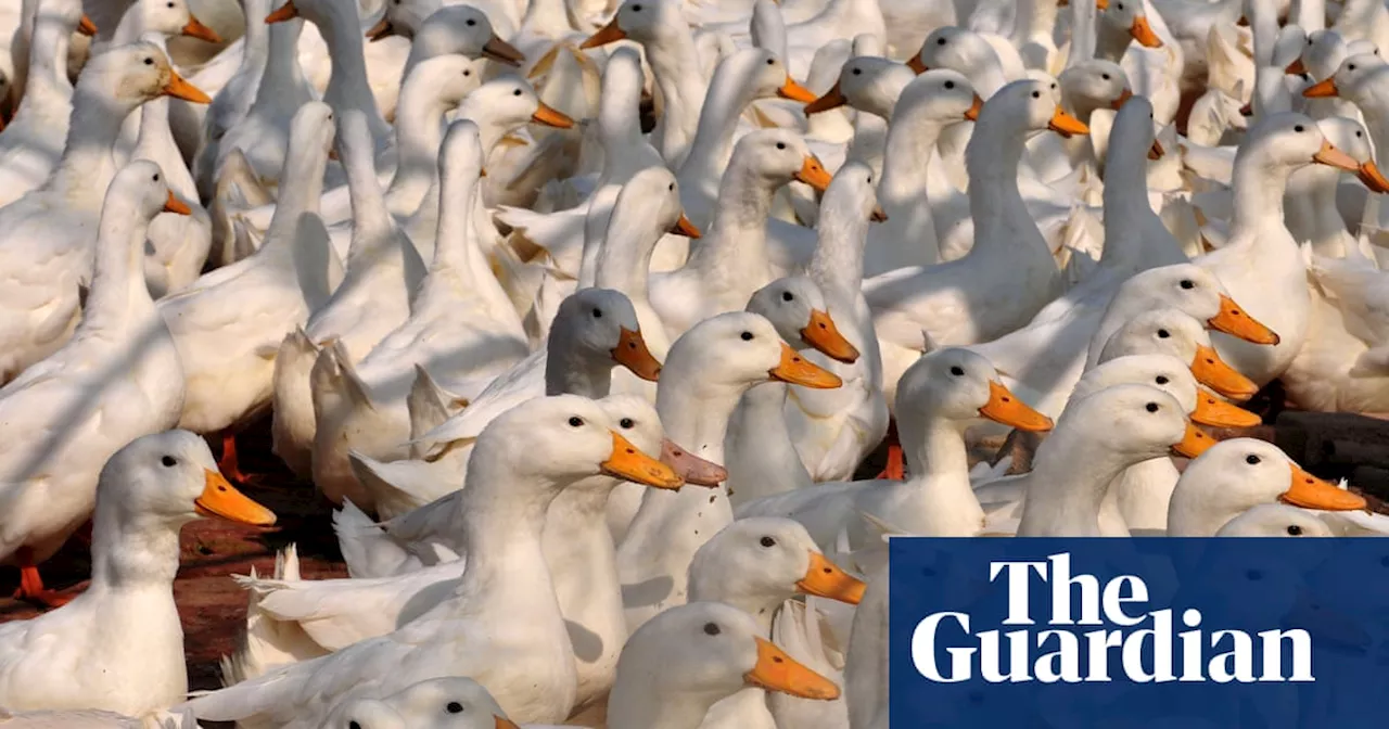 Victorian government criticised over ‘barbaric’ use of firefighting foam to kill 30,000 farmed ducks