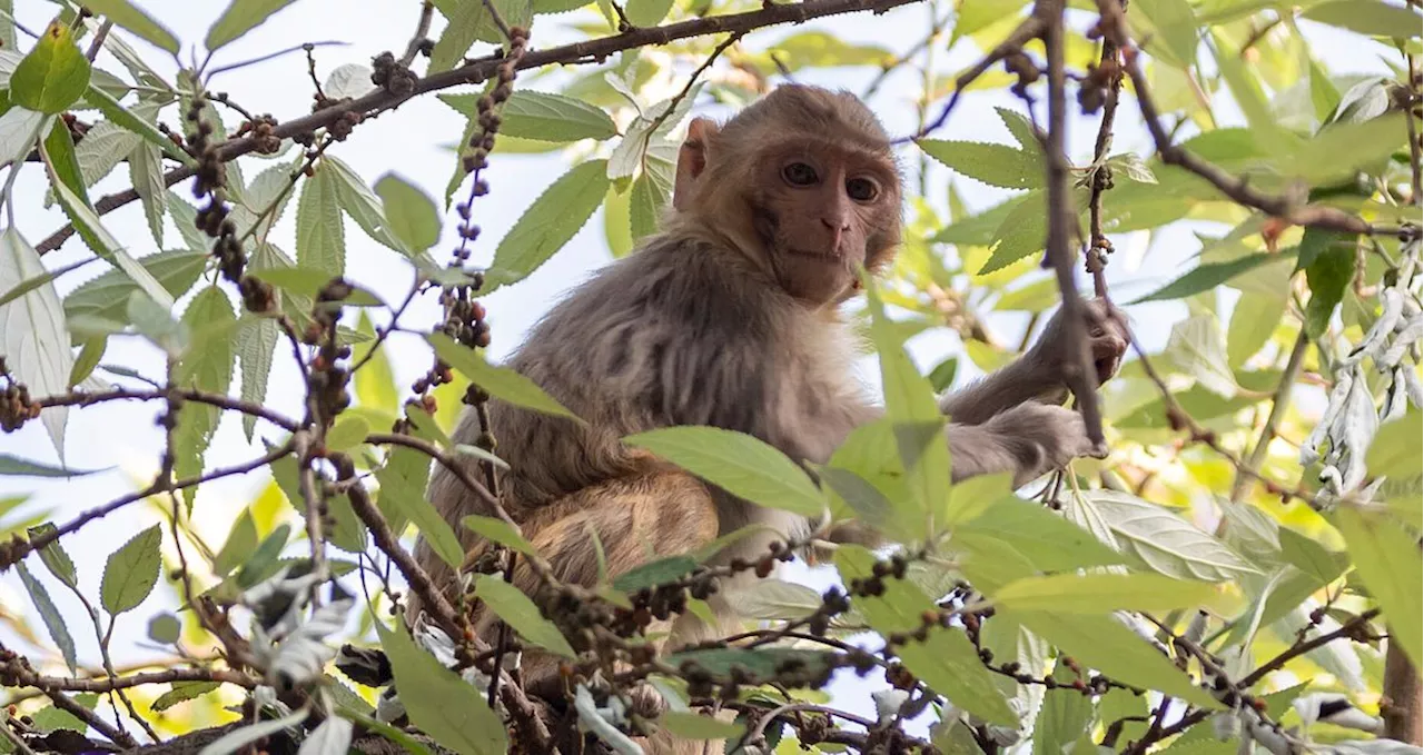 Escaped Lab Monkeys Are Staying Close To Facility, 'Cooing' At 7 Left ...