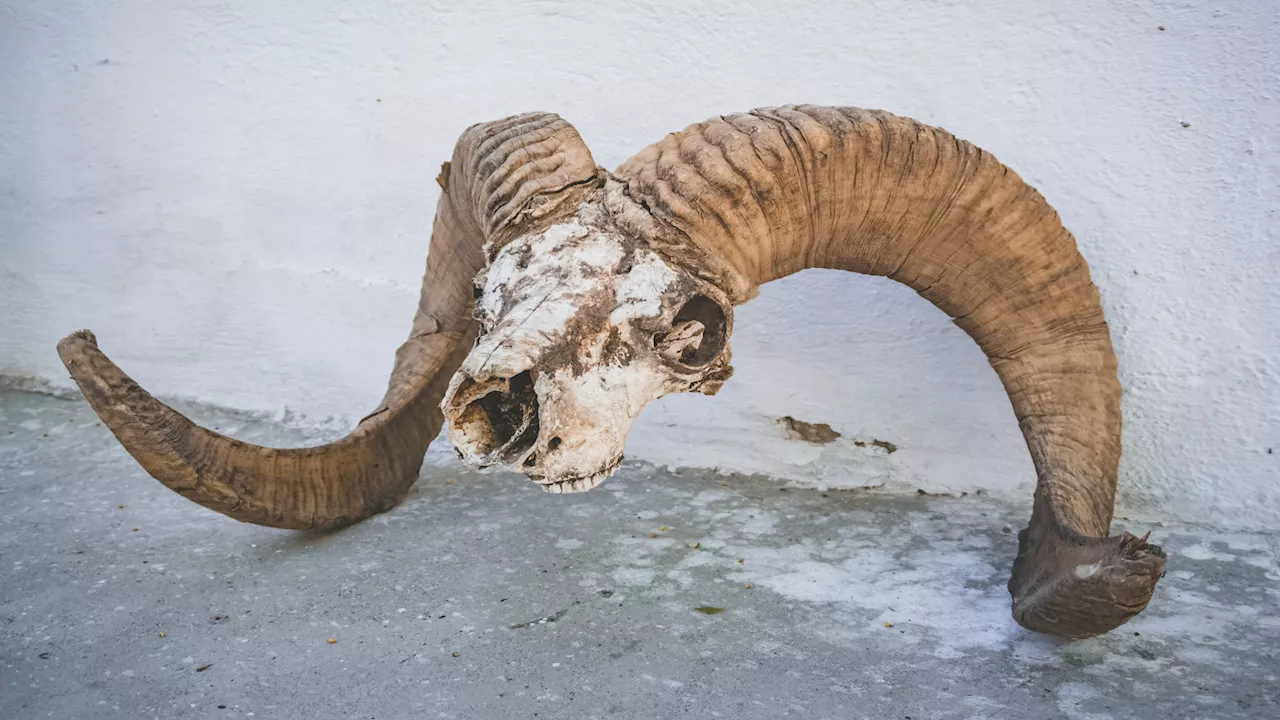 5700-year-old sheep skulls indicate horn modification in ancient Egypt