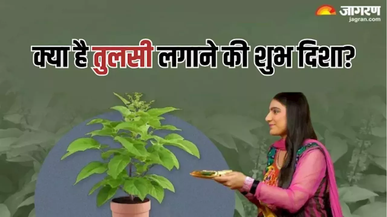 Tulsi Vivah 2024: तुलसी विवाह के दिन घर की इस दिशा में लगाएं तुलसी का पौधा, घर में मां लक्ष्मी का होगा वास