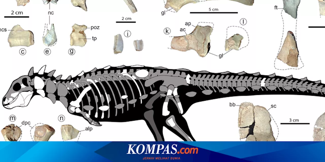 Mengapa Fosil Dinosaurus Tidak Ditemukan di Indonesia? Ternyata Ini Alasannya