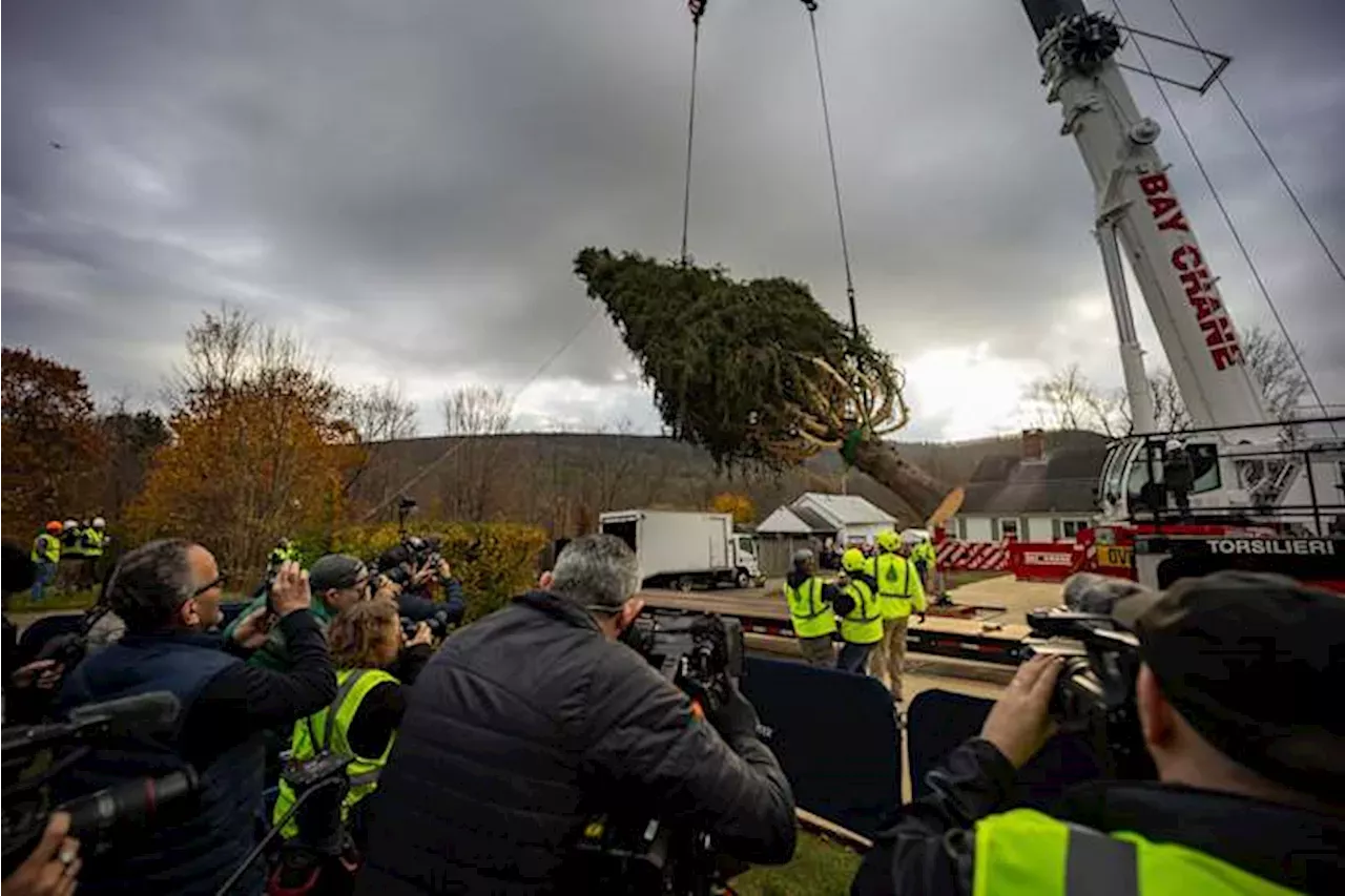 Haul out the holly! Rockefeller Center Christmas Tree arrives in New