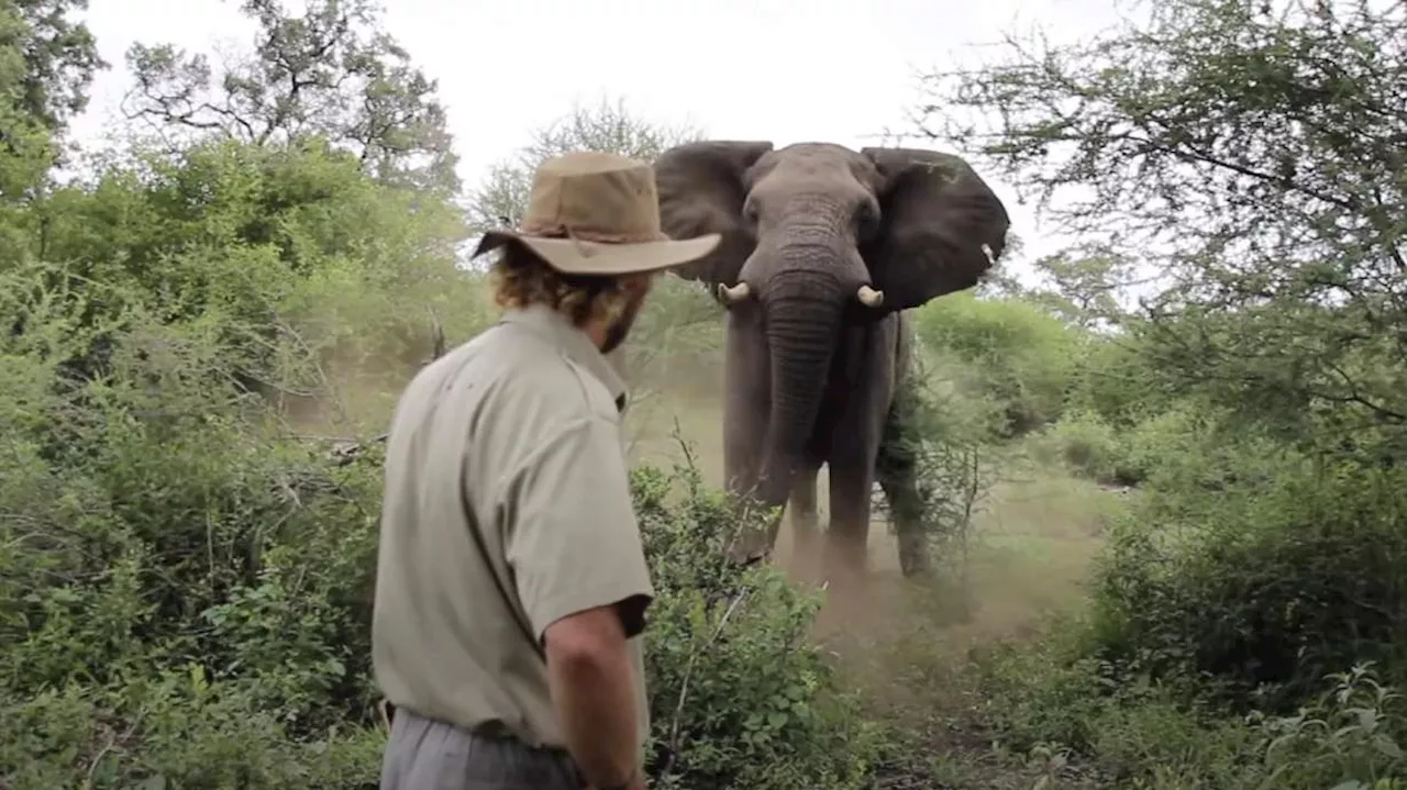 Have You Seen This? Safari guide stops charging elephant like it's a regular Tuesday