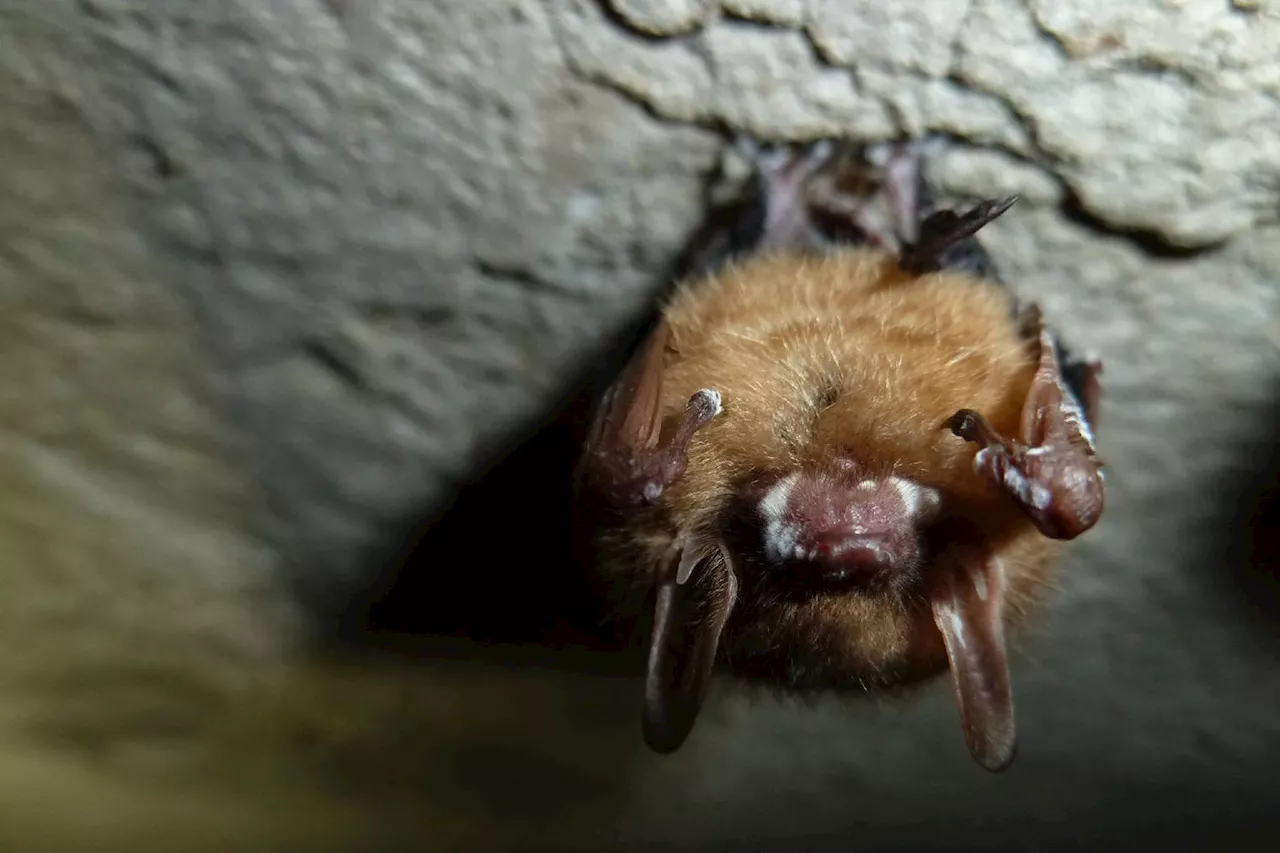 Aux Etats-Unis, l'espoir grandissant d'un remède pour les chauves-souris en péril