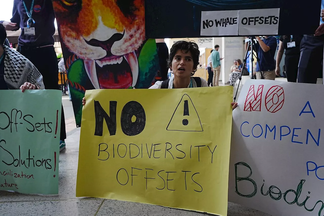 COP16 biodiversité : « Pas de finance sans préservation du vivant »