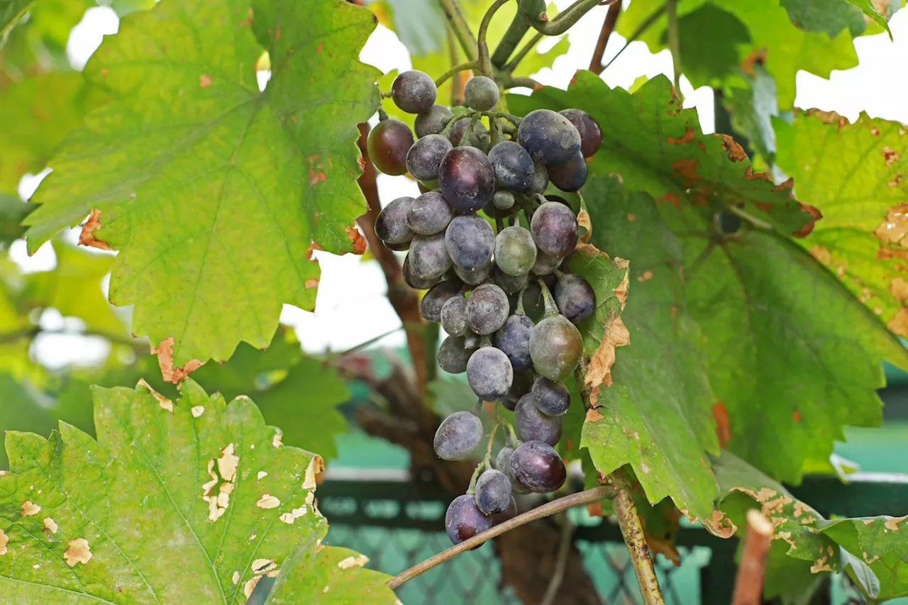 Vendanges : une production en recul de 23 % attendue en France