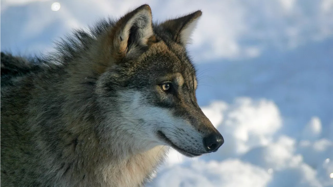 Pourquoi les rencontres avec le loup sont-elles de plus en plus nombreuses dans les Alpes?