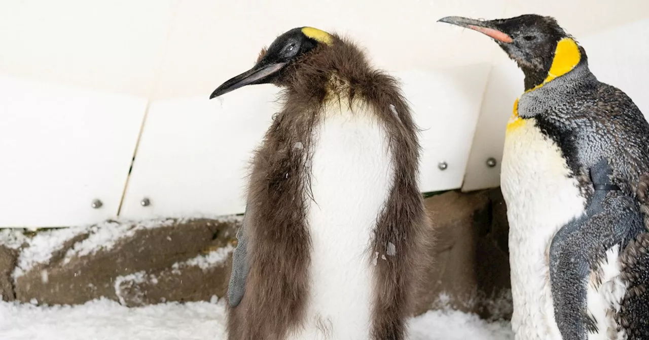 See Pesto the viral baby penguin grow up as he sheds brown feathers in new photos