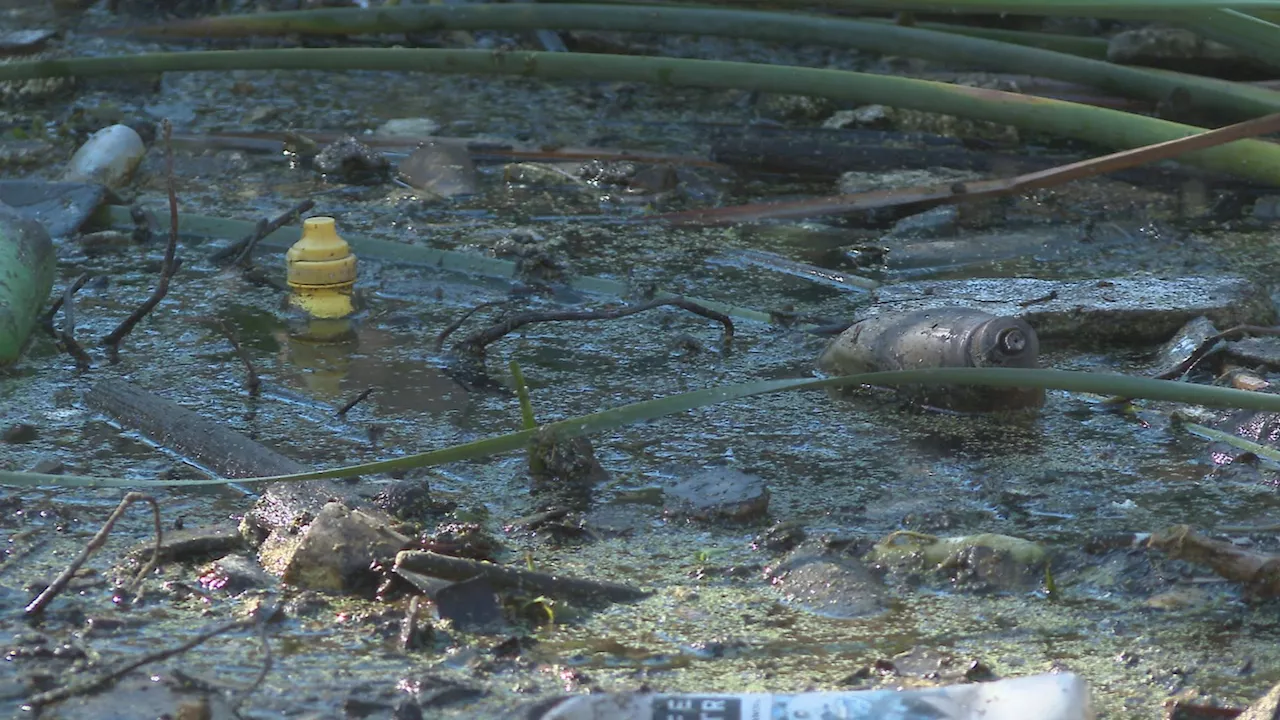 Volunteers look to protect the San Diego River