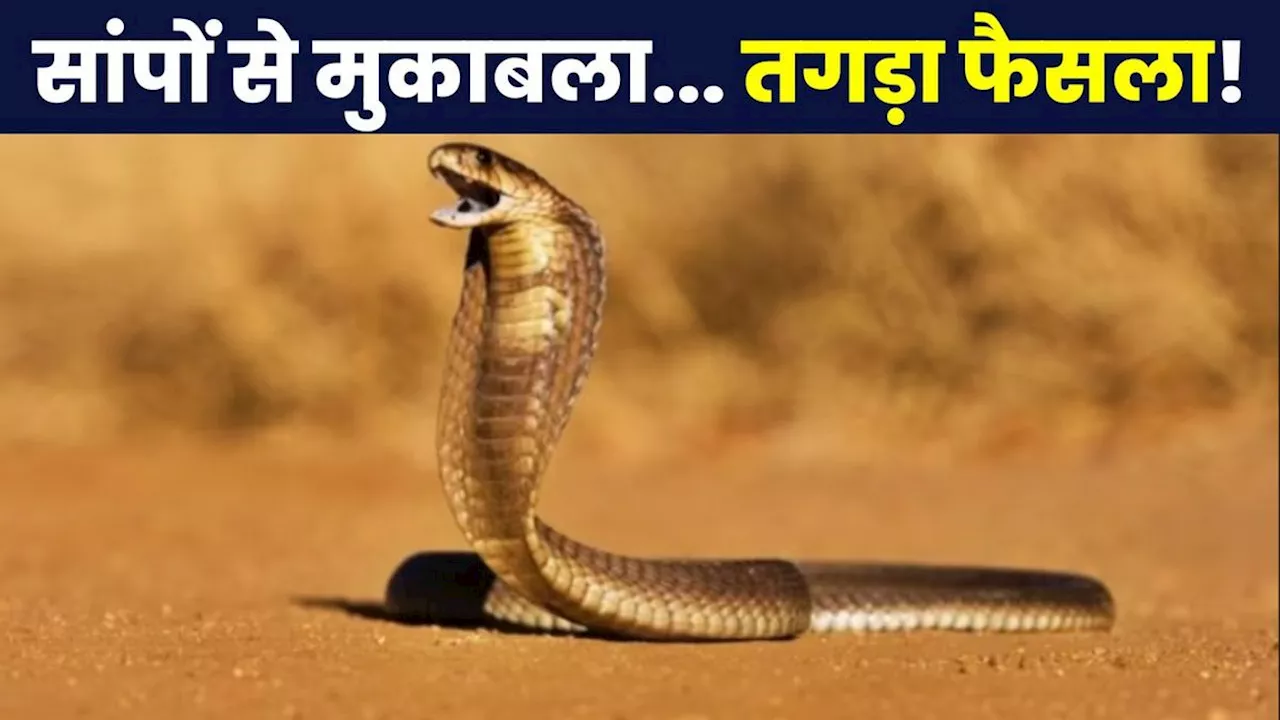 Tamil Nadu में नोटिफाई डिजीज घोषित Snake Bite, आसान भाषा में समझिए फैसले के मायने, खत्म होगा सांपों का डर?