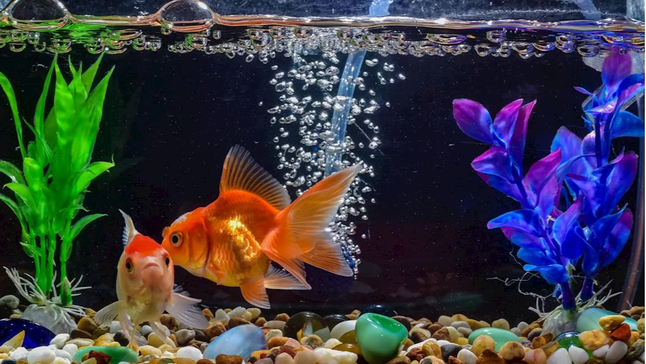 Goldfish doing 'hunky-Dory' after life-saving tumour removal surgery