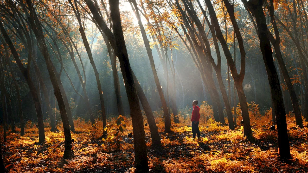 Fall Foliage: A Guided Meditation