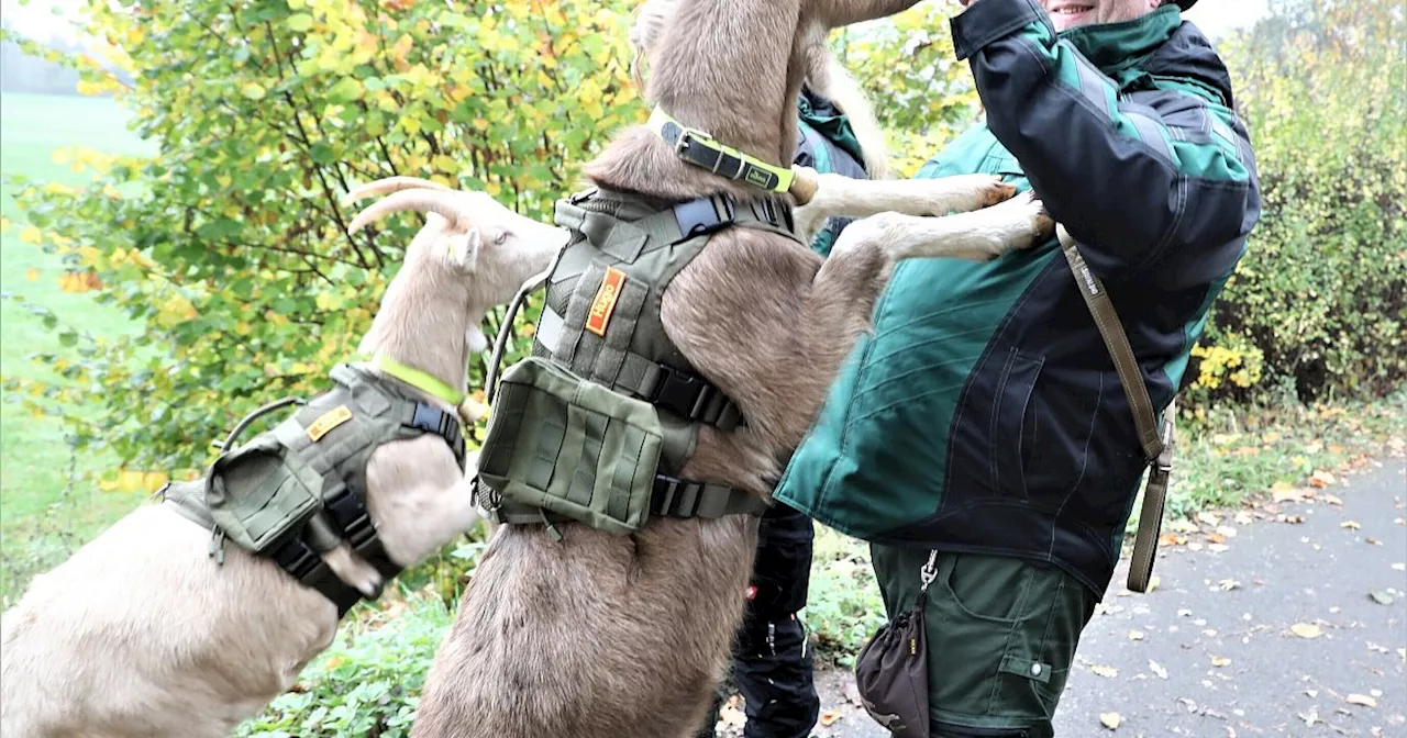 Ziegenspaziergänge in Warburg: Durch die Natur mit Hugo und Lissy