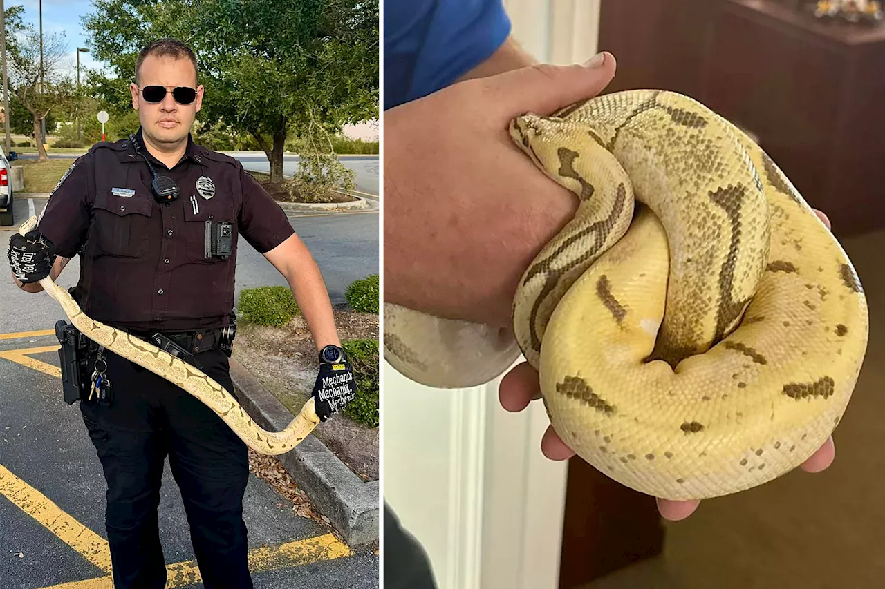 Missing Python discovered in North Carolina Chili's parking lot reunited with owner: 'My baby girl'