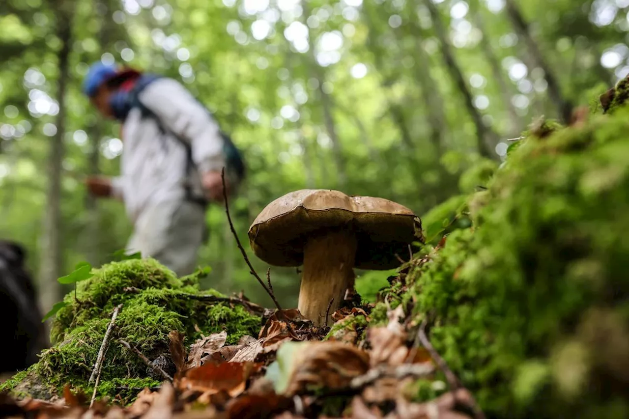 Champignons : les cas graves d’intoxications se multiplient, des appels à la vigilance lancés