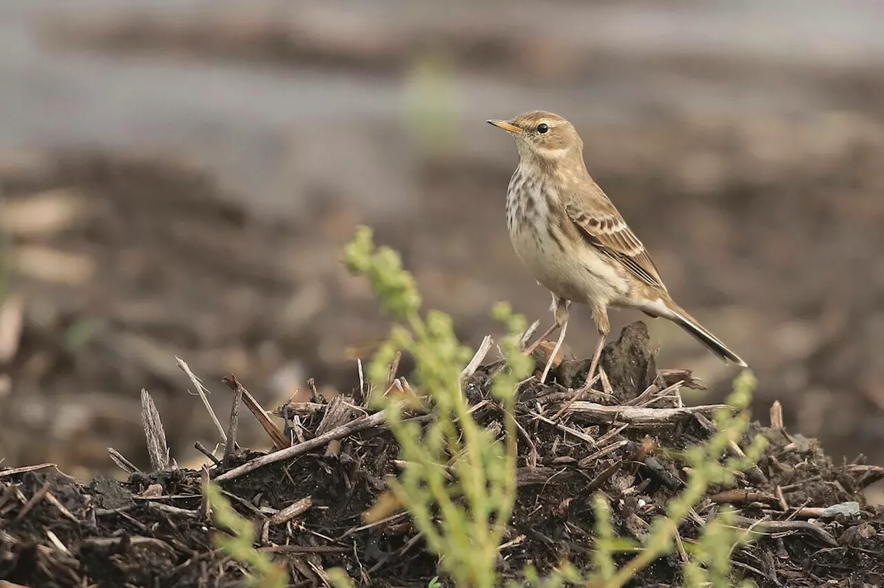 Verstoß gegen Umweltauflagen bei A 26: Der frühe Vogel baut schon mal