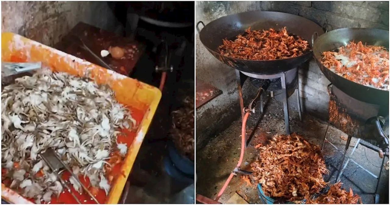 Foreigner in Melaka Gets Caught Selling Fried Baby Crabs Cooked in Dirty Kitchen Full of Flies