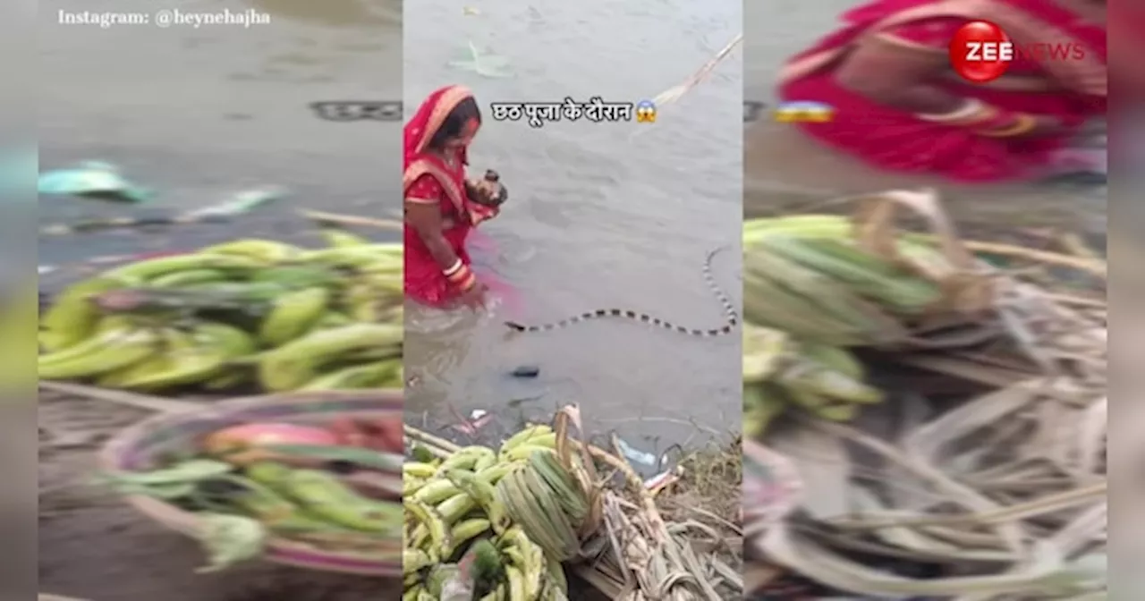 छठ पूजा के दौरान अचानक पानी में तैरते हुए आ गया सांप, महिला ने बिना डरे जो किया देख फैन हो गई पब्लिक; VIDEO