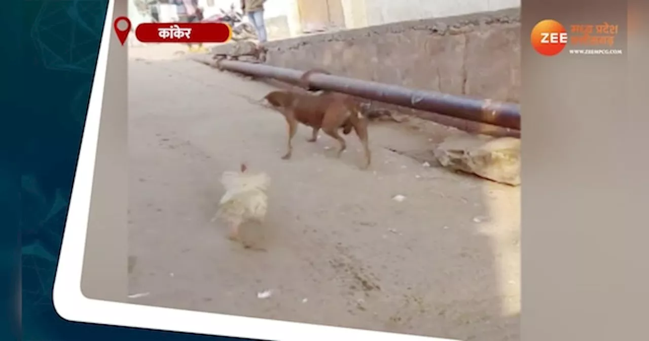 Cock Dog Fight: मुर्गे और कुत्ते के बीच जबरदस्त फाइट, देखिए कौन जीता