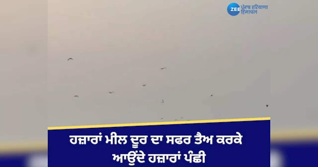 Gurdaspur News: ਚਾਰ ਮਹੀਨੇ ਲਈ ਕੇਸੋਪੁਰ ਛੰਬ ਬਣਦਾ ਹੈ ਖੂਬਸੂਰਤ ਵਿਦੇਸ਼ੀ ਮਹਿਮਾਨਾਂ ਦਾ ਰੈਣ ਬਸੇਰਾ!