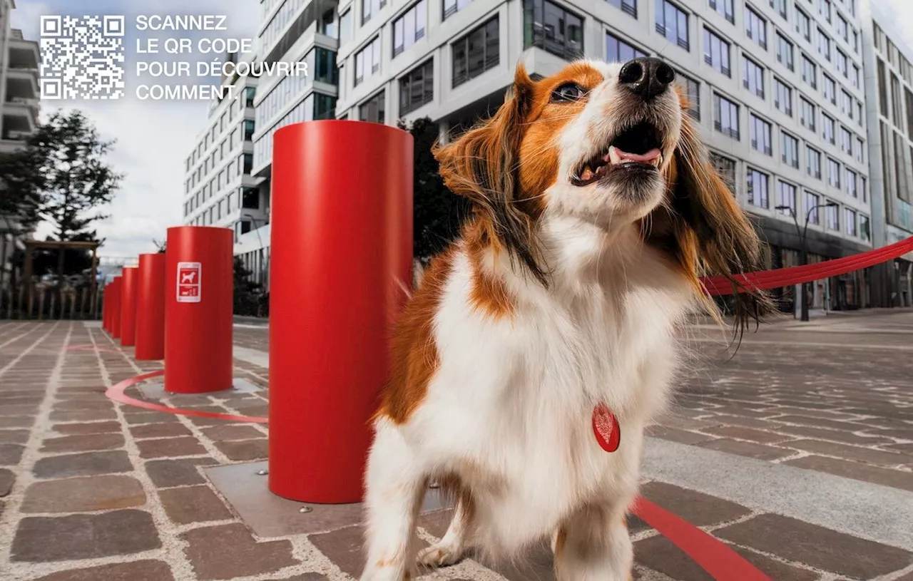 Urban Doggy Fit: L'Obésité Des Chiens Face Aux Excès De Fêtes