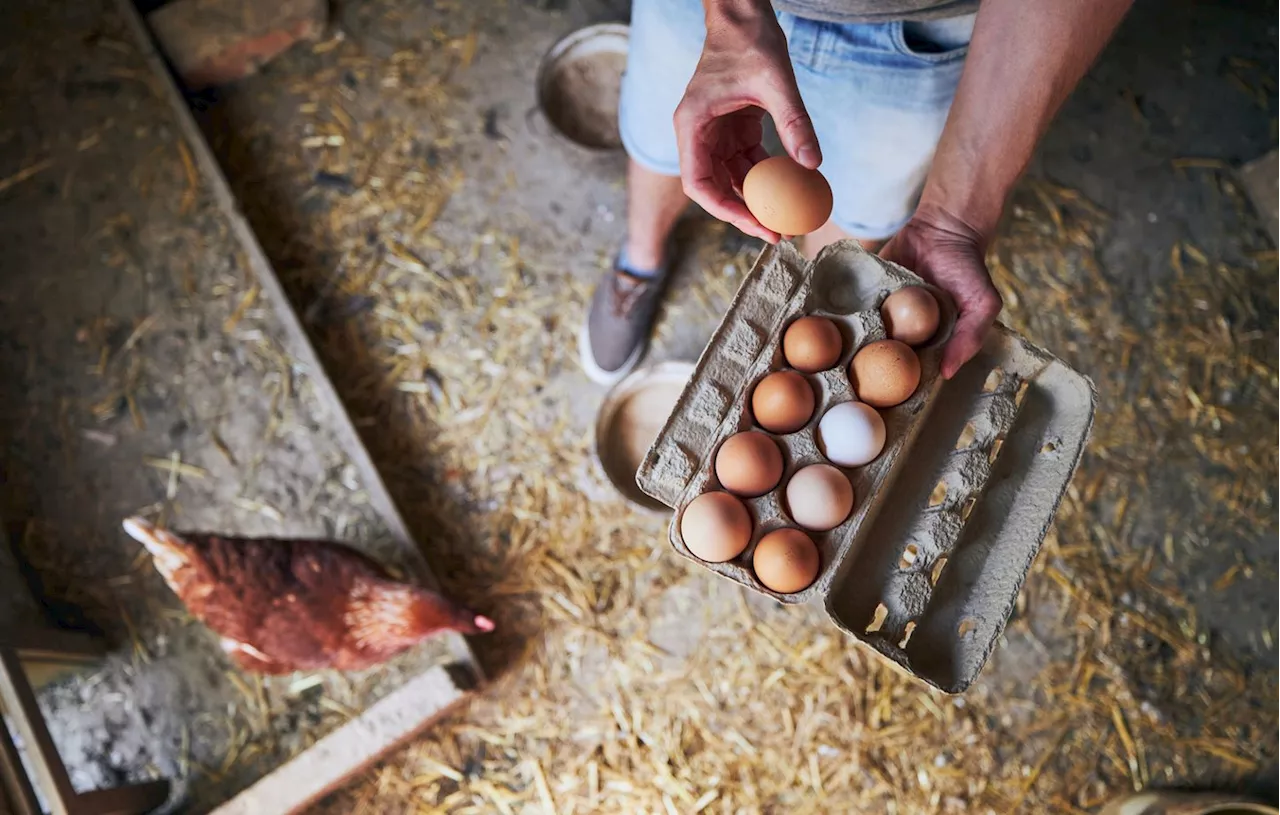 Vente d'œufs de poule : Quelles sont les règles pour les particuliers ?