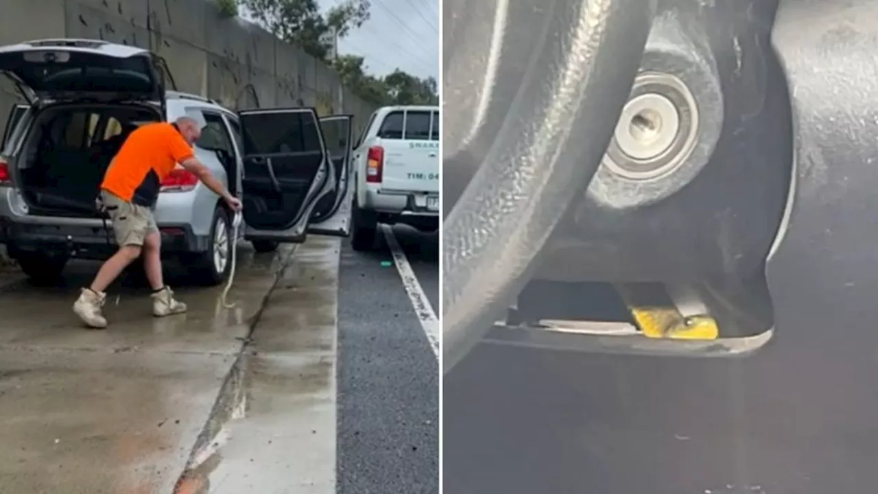 Woman Flags Down Help After Discovering Tiger Snake in Her Car