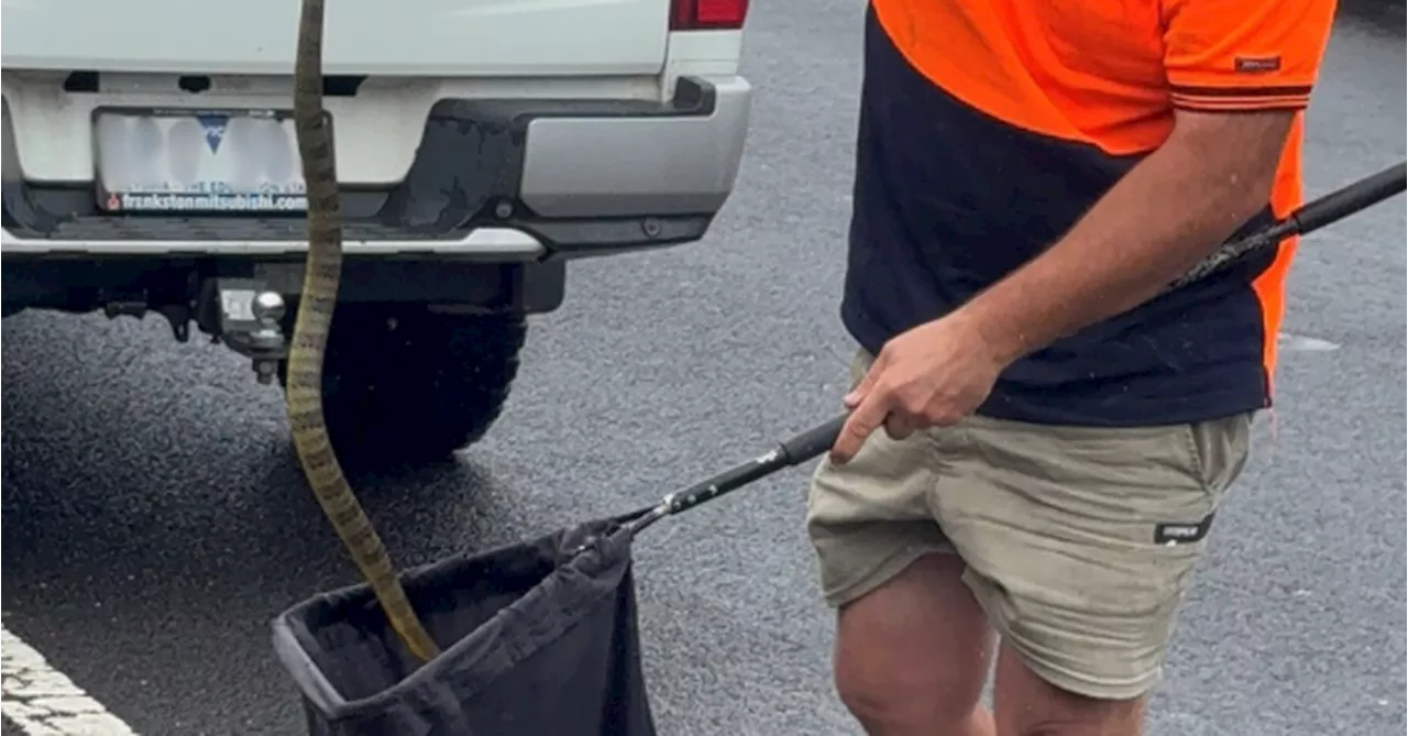 Woman Escapes Deadly Tiger Snake on Freeway