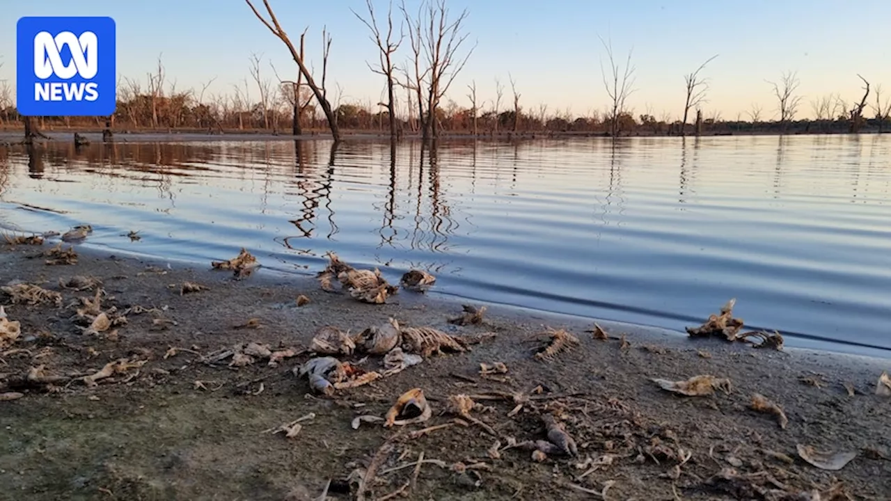 Murray-Darling Basin Plan failing to improve river system, study finds