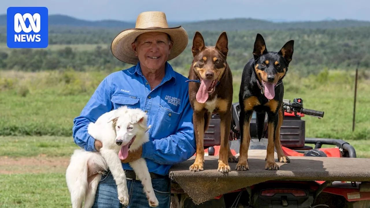 Where Are They Now? Muster Dogs Shine Long After the Cameras Stop Rolling