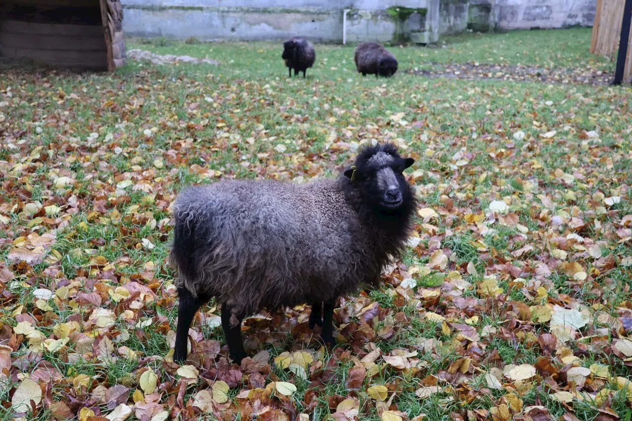 Des moutons débarquent dans le centre-ville de Beauvais, mais que font-ils là ?