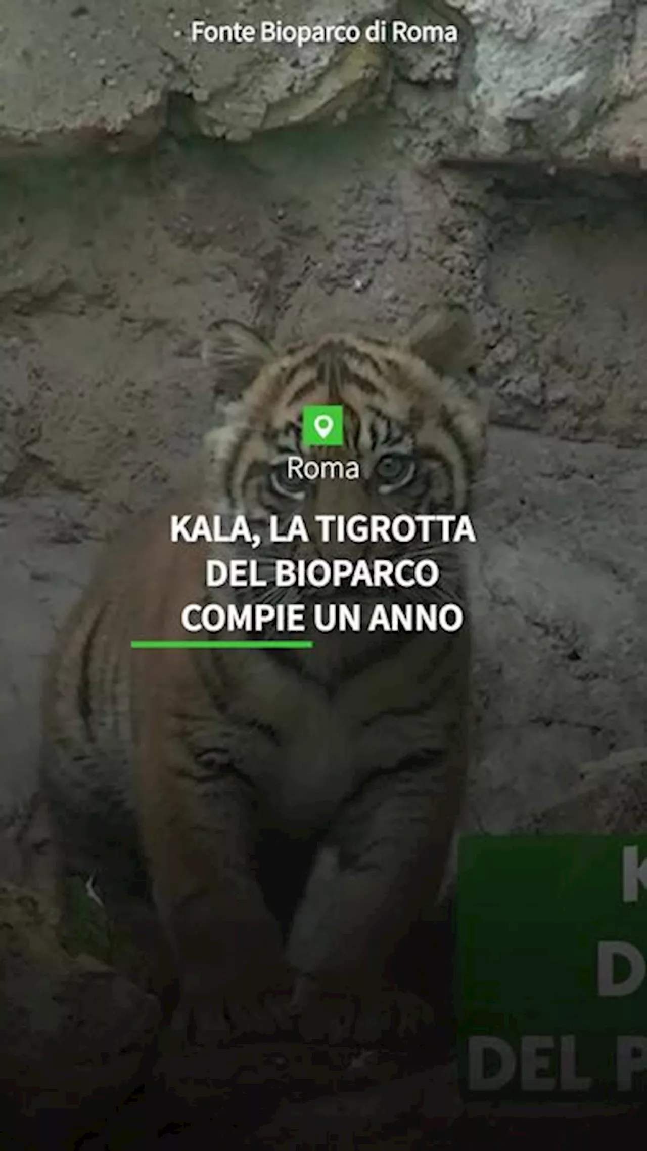 Kala, la tigrotta del Bioparco, compie un anno