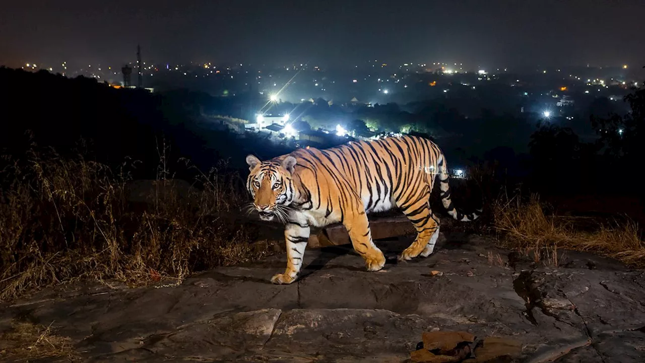 Bhopal's Urban Tigers: A Rare Coexistence of Man and Beast