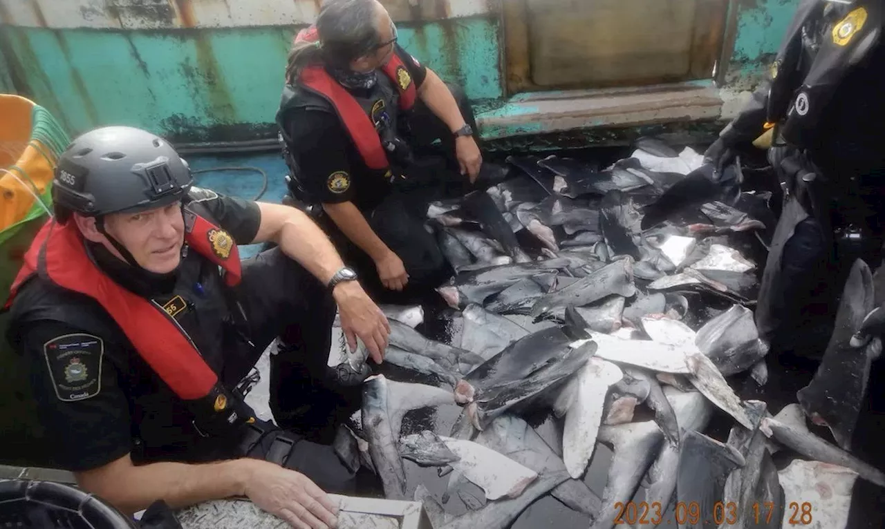 DFO Officers Uncover Shark Finning Violations During Pacific Mission