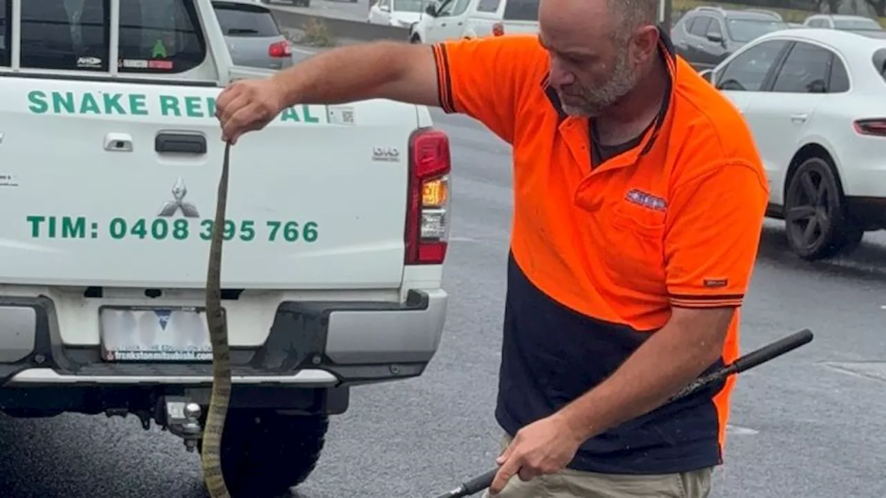 Australian woman finds deadly tiger snake at her feet while driving 50 miles per hour