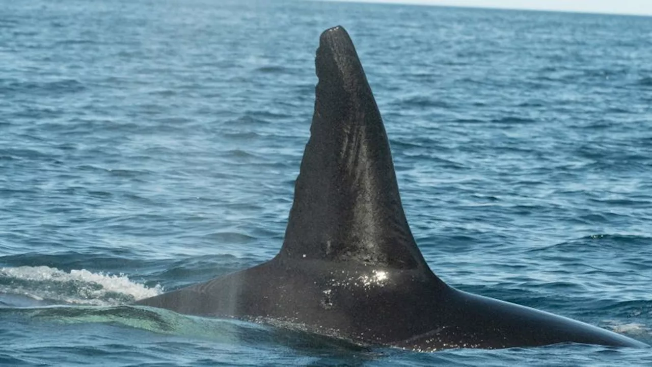 Images reveal how an orca pod hunts the world’s largest fish