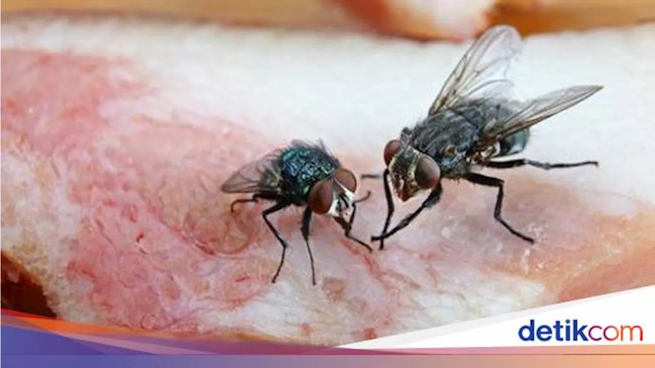 4 Tempat yang Disukai Lalat untuk Bertelur