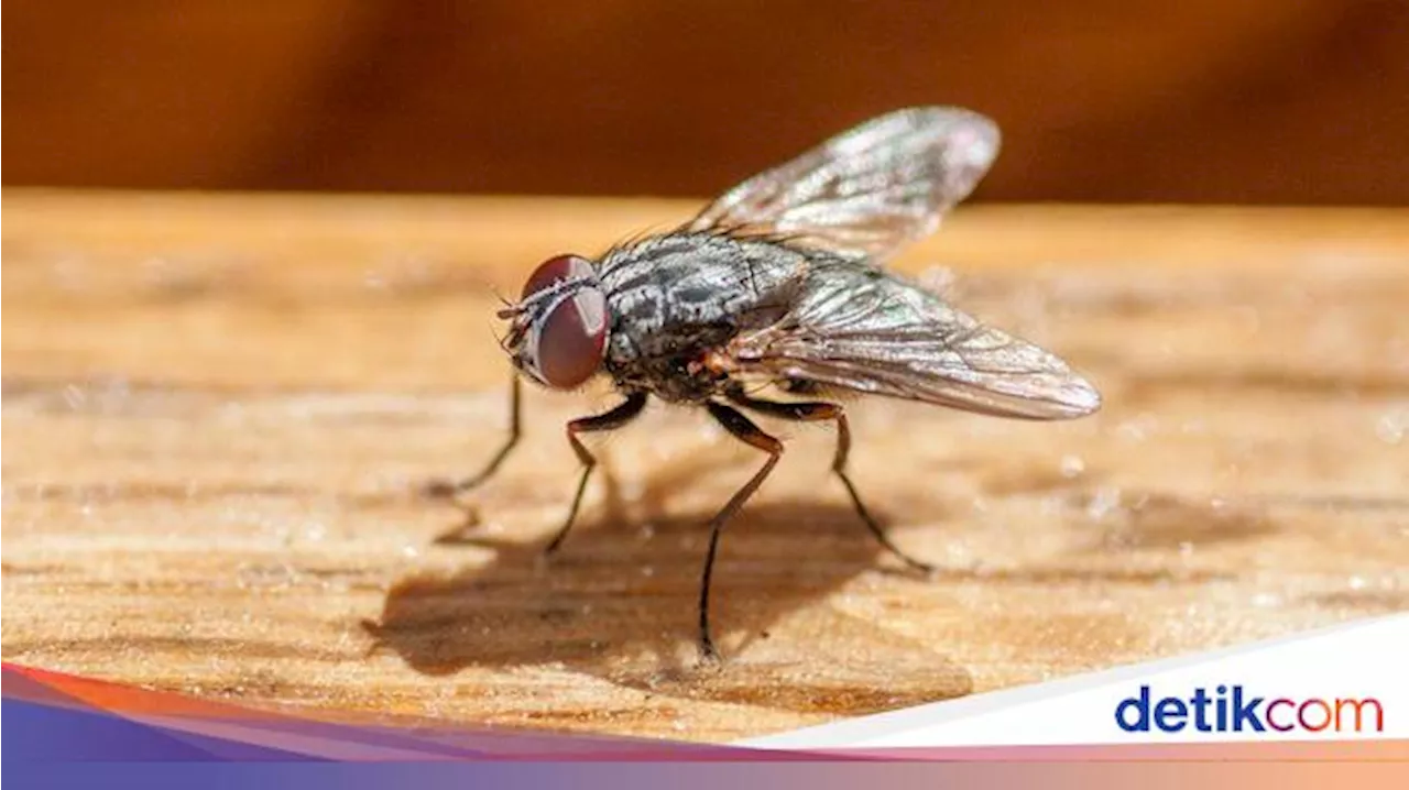 5 Tanaman yang Dibenci Lalat, Cocok Ditanam di Rumah