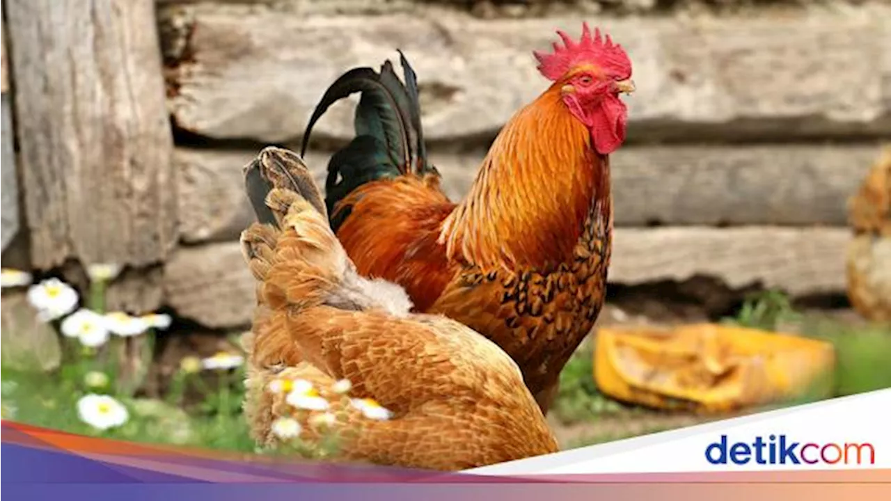 Bukan Reptil! Kata Studi, Kerabat Terdekat T-rex adalah Ayam dan Burung Unta