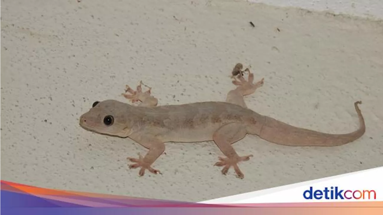 Cara Mengusir Cicak dari Rumah Secara Alami