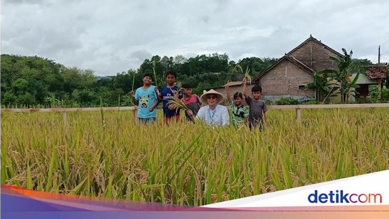 Dukung Swasembada Pangan, PIS Bantu Petani Sleman Tingkatkan Produksi Padi 20%